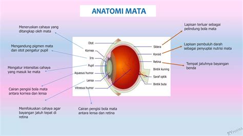 Ppt Sistem Indera Pptx