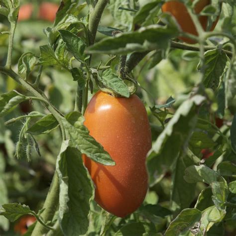 Everything You Need To Know About Growing San Marzano Tomatoes