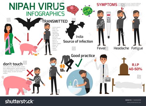 Nipah Virus Infographics Element Vector Illustration Stock Vector