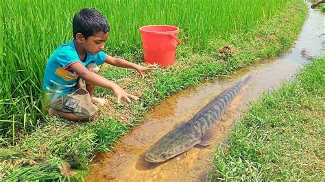 Best Unique Hand Fishing Video Village Boy Catching Big Fish By