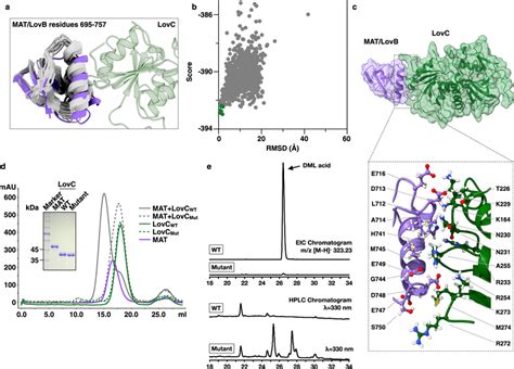 Interaction Between Lovb And Lovc Is Essential For The Synthesis Of