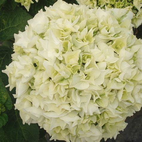 Hydrangea Macrophylla Wudu ® 5l Blanc Truffaut