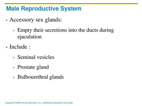 The Reproductive System Ppt Download