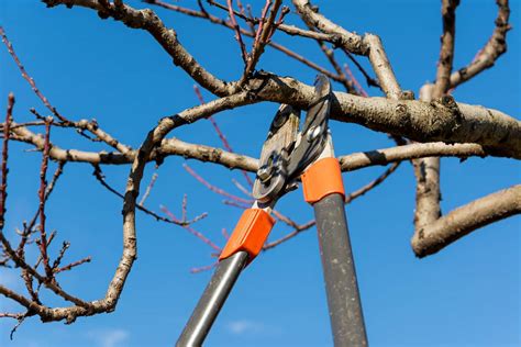 How To Properly Prune A Tree Florida Independent