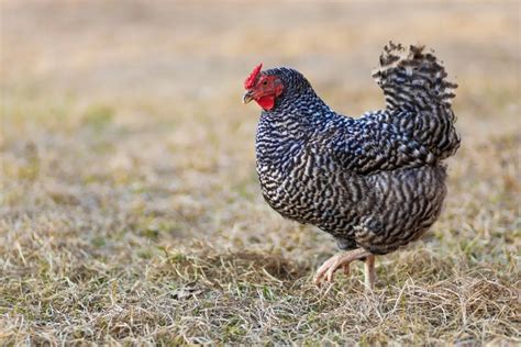 The Best Beginner Chicken Breeds 4 To Avoid Entirely