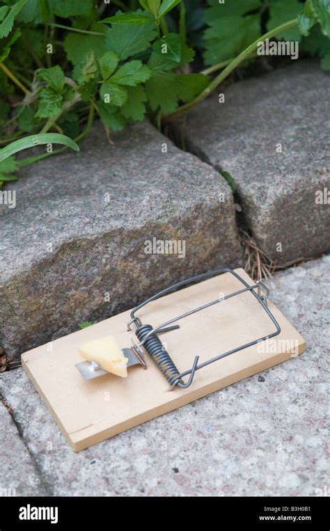 Pitfall Trap Hi Res Stock Photography And Images Alamy