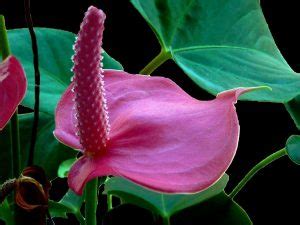 Anthurium Coltivazione Irrigazione Cura Parassiti E Malattie Il