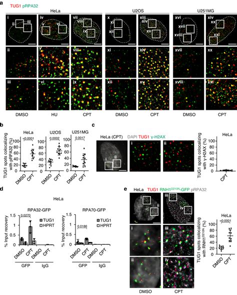 Tug Interacts With Prpa At R Loop A Super Resolution Images Of The