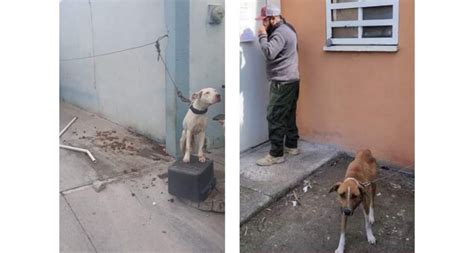 Alcalde Carlos Peña Ortiz Comprometido Con Protección Animal