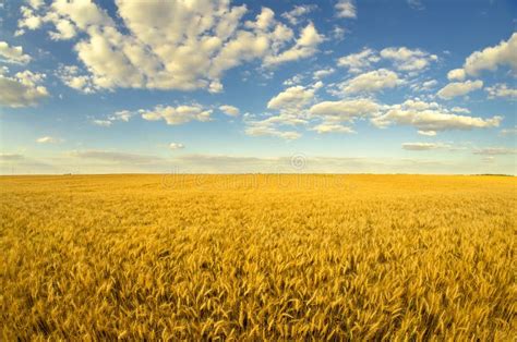 Paisaje Agrícola Hermoso Que Muestra Trigo Maduro En Verano Foto de