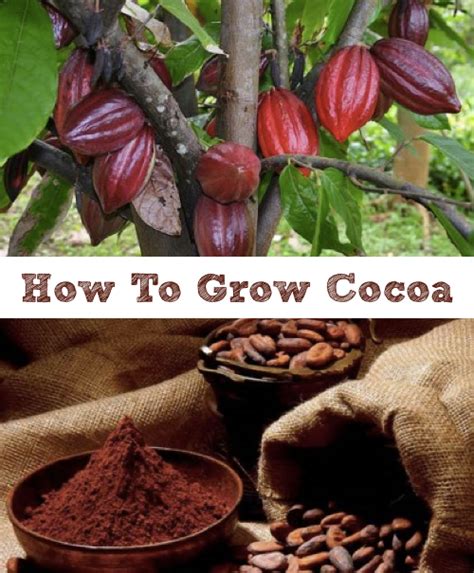 Different Tips About How To Grow Cacao Make Your Own Chocolate