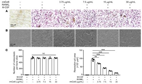 CST6 Protein Suppresses Bone Resorptive Activity Of Mature Osteoclasts