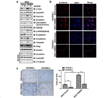 Trim Mediates Emt And Invasion Via Activating The Wnt Catenin