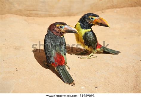 245 Toucan Chicks Images, Stock Photos & Vectors | Shutterstock