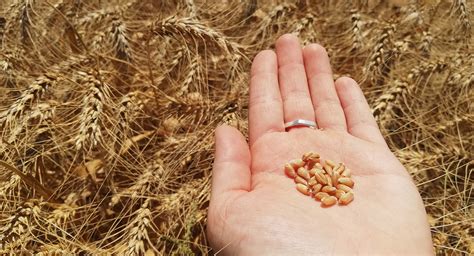 Conocer El Suelo Para Regenerarlo CIMMYT