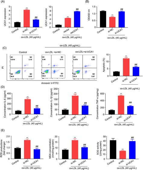 Uca1 Knockdown Suppresses Ox‐ldl‐induced Cell Apoptosis Cytokine