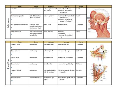 Muscle Origin Insertion Nerve Innervation Action E YE E XPRESSIONS