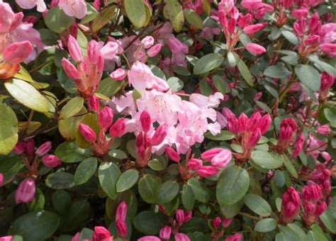 Rhododendron Bow Bells Uk