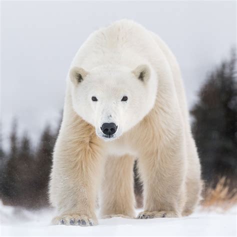 Churchill Polar Bears by George Turner | Polar bear, Churchill polar ...