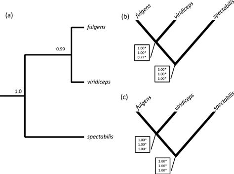 A Bayesian Species Tree Topology And Posterior Probability Values