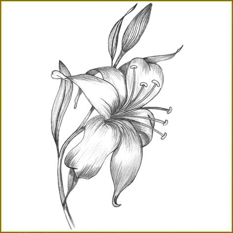 Calla Lily Pencil Drawing at PaintingValley.com | Explore collection of ...