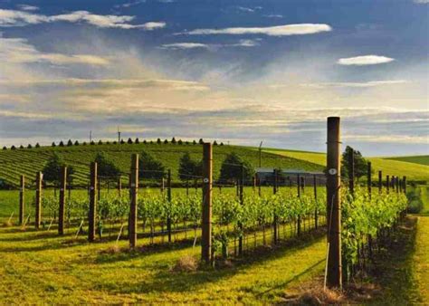 Best Walla Walla Wineries Wine Tours And Tastings 2025