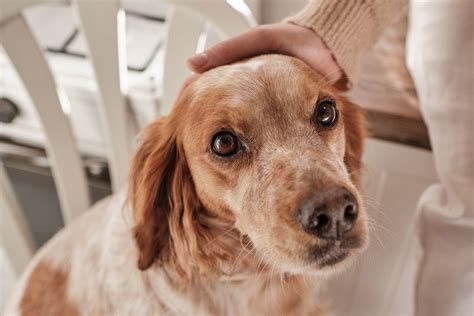 Hautpilz Beim Hund Erkennen Und Behandeln