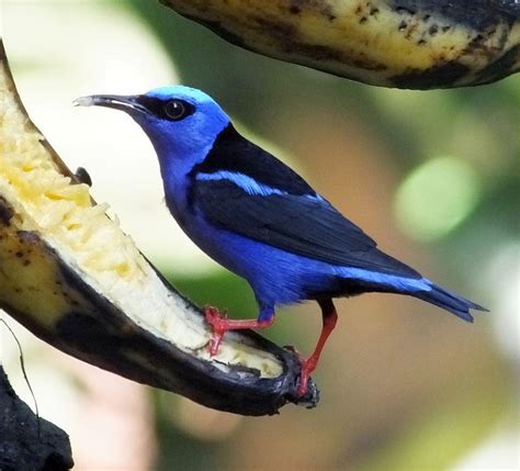 Fifteen Beautiful Birds From Belize