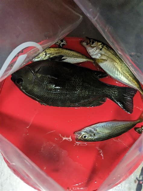 鯵釣り 和歌山県 雑賀崎 その他餌釣り サバ 陸っぱり 釣り・魚釣り 釣果情報サイト カンパリ