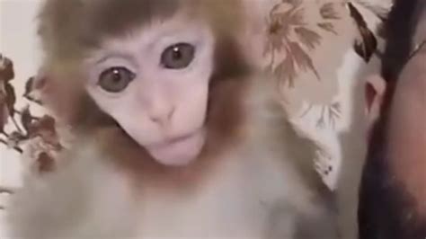 Baby Monkey Crying Youtube