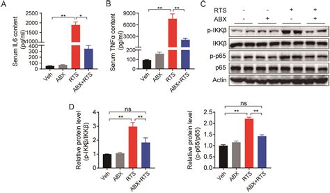 Retrorsine Cooperates With Gut Microbiota To Promote Hepatic Sinusoidal