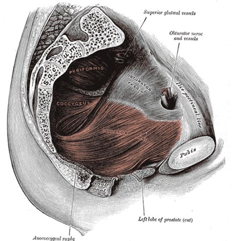 Sexual Dysfunction In Chronic Prostatitis Chronic Pelvic Pain Syndrome