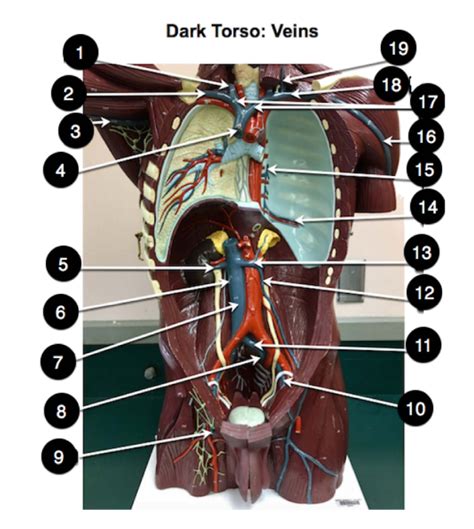 Dark Torso Veins Diagram Quizlet