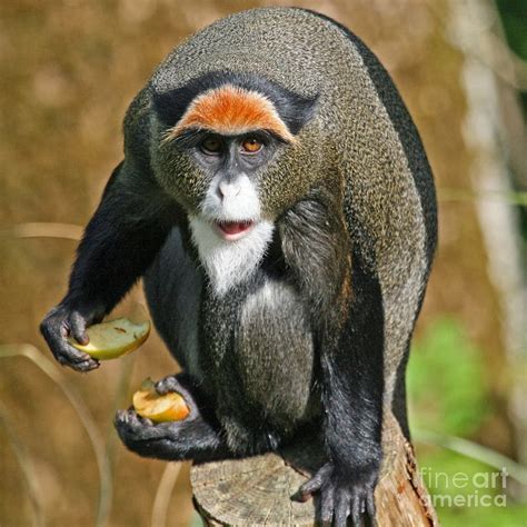 Debrazza Monkey Facts | Informating & New Pictures | All Wildlife ...