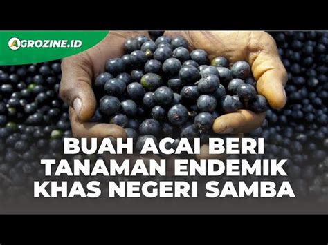 Temukan Manfaat Acai Berry Untuk Kulit Yang Jarang Diketahui Biotifor