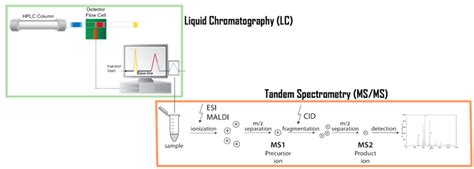 Protein Identification by Tandem Mass Spectrometry - Creative Proteomics