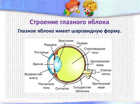 Орган зрения - презентация онлайн