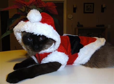 Image Result For Siamese Cat In Winter Gear Christmas Cats Siamese