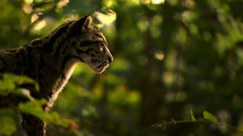 Wildcats Pics Photos - India's Wild Leopards - National Geographic ...