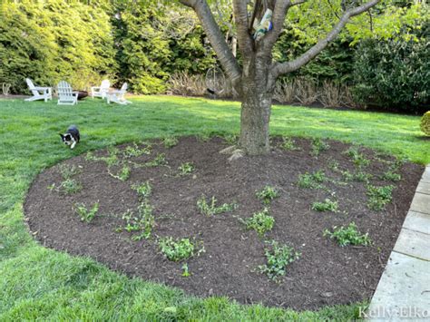 How To Plant Ground Cover Under A Tree Kelly Elko