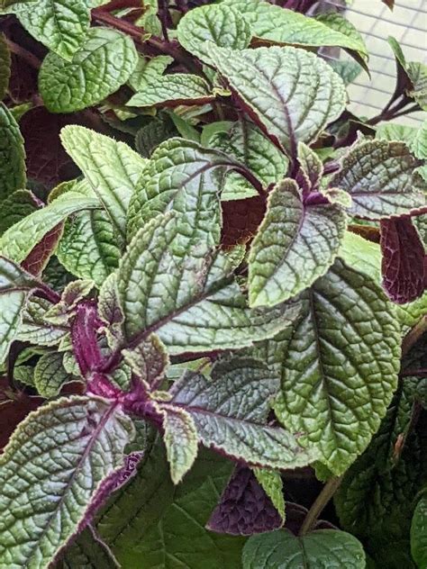 Swedish Ivy Plectranthus Nico Garden Org