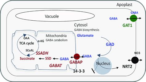 Gaba Biosynthesis Transport And Metabolism All Abbreviations Are