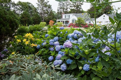 Endless Summer The Original Hydrangea