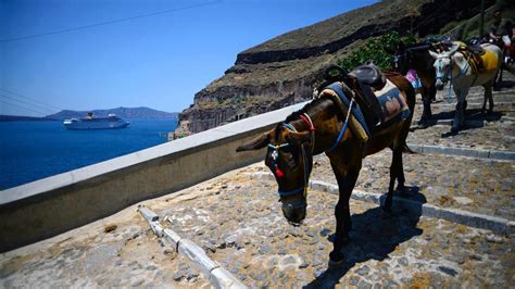 Why you should think twice before riding a donkey in Santorini | OverSixty