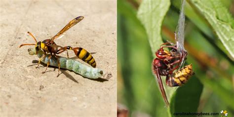 Hornets vs Wasps- Carolina Honeybees