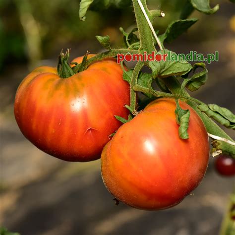 Armenian Nasiona Pomidory Nasiona I Sadzonki Pomidor W I Papryk