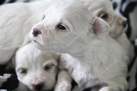 Cute Little Maltese Puppy — Stock Photo © Creativestock 47850109