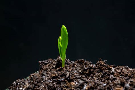 260+ Time Lapse Growth Seed Plant Stock Photos, Pictures & Royalty-Free Images - iStock