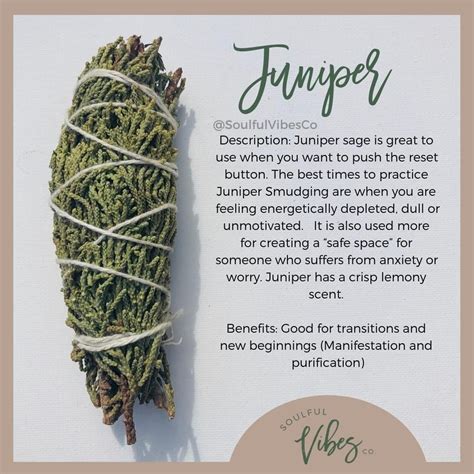 Are You Familiar With Juniper Benefits Of Juniper 1 Creates