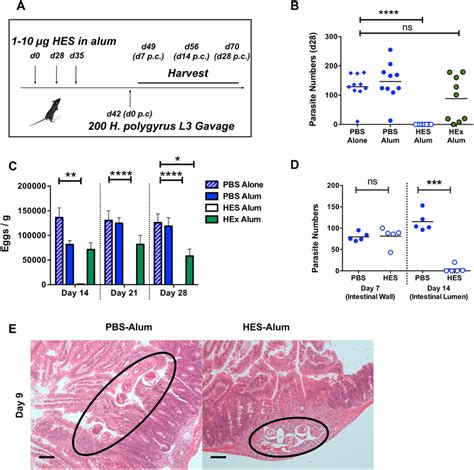 Hes Vaccination Elicits Sterile Immunity To Challenge And Blocks